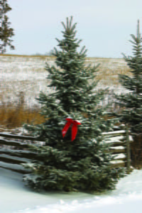 ET_1211_ChristmasTree2