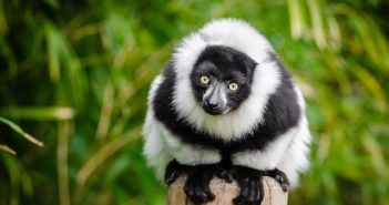 voyager avec un chauffeur guide a madagascar