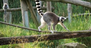 chauffeur guide a madagascar