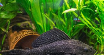 poissons d’aquarium
