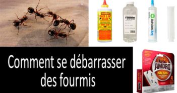 Appât liquide pour fourmis