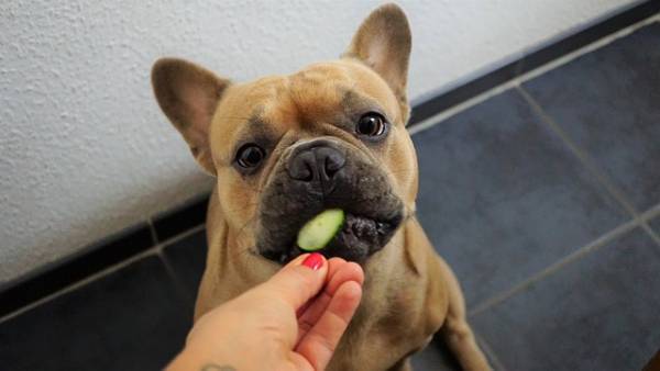 bulldog français qui mange un concombre